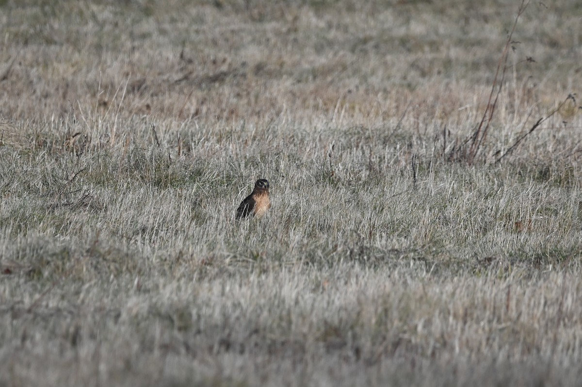 Hudsonweihe - ML646482718