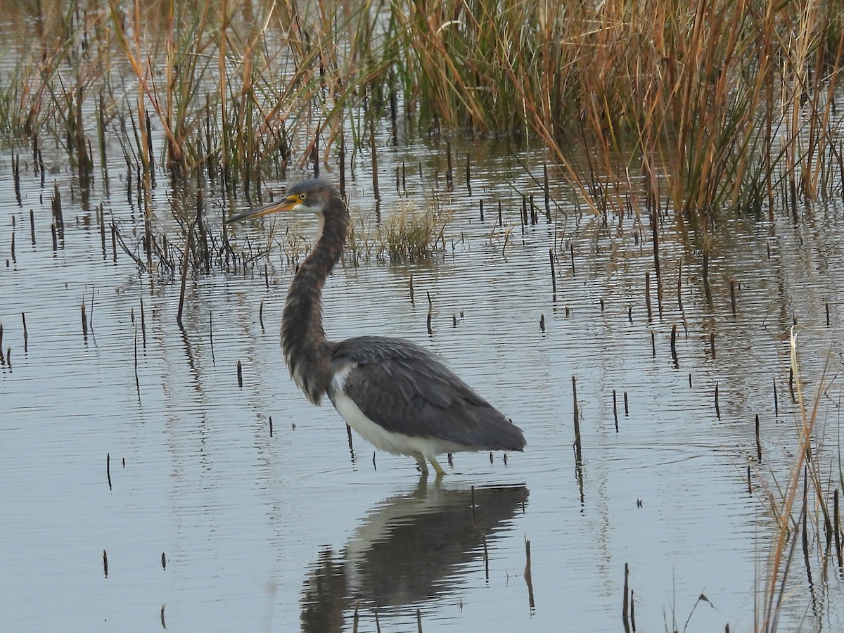 Üç Renkli Balıkçıl - ML646482720