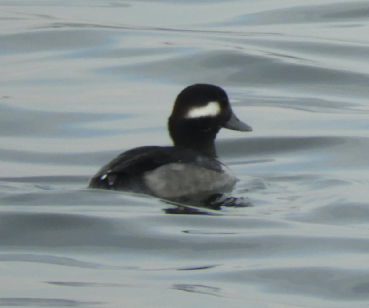 Murgilari buruzuria - ML646482721