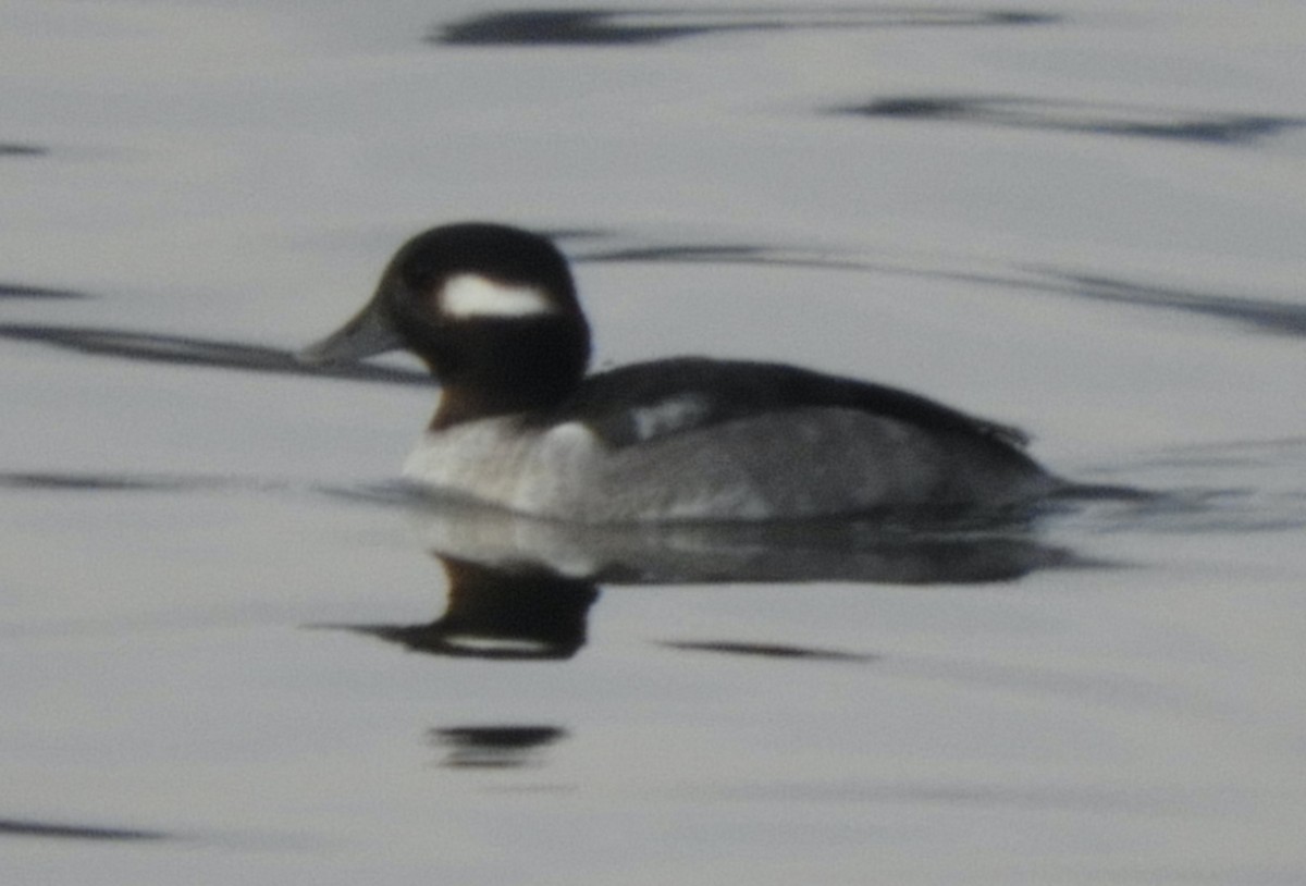 Murgilari buruzuria - ML646482722