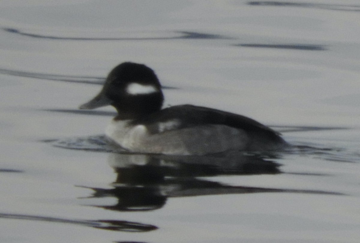 Murgilari buruzuria - ML646482723