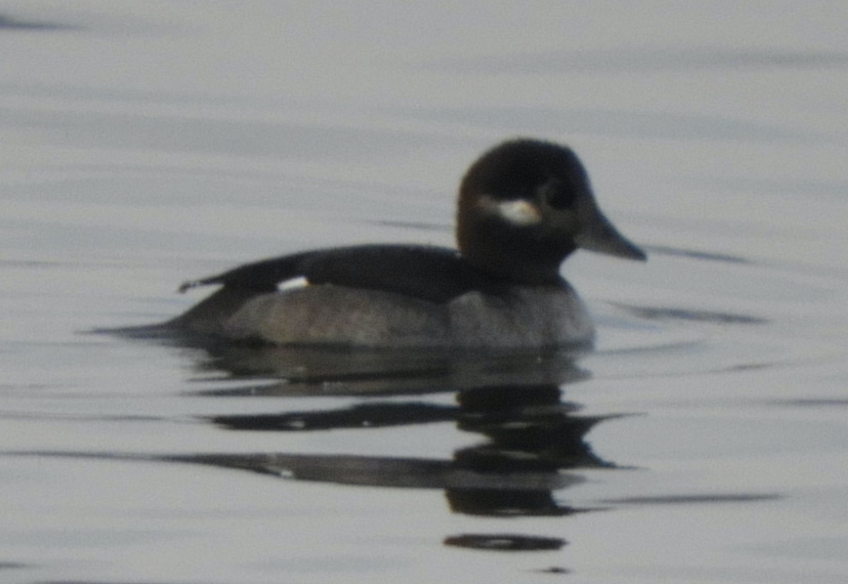 Murgilari buruzuria - ML646482724