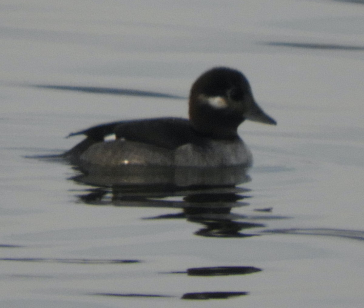 Murgilari buruzuria - ML646482725