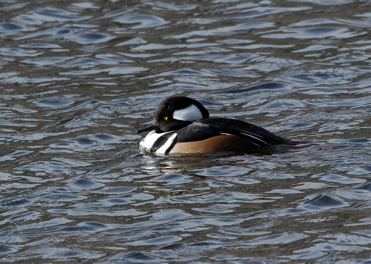 Hooded Merganser - ML646482729
