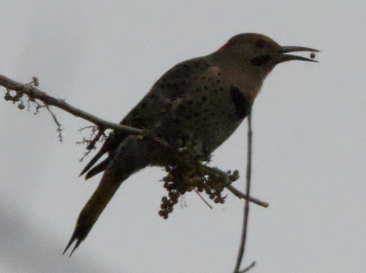 datel zlatý - ML646482730