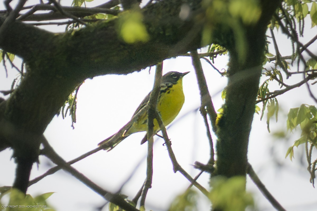 Kirtland's Warbler - ML646482731