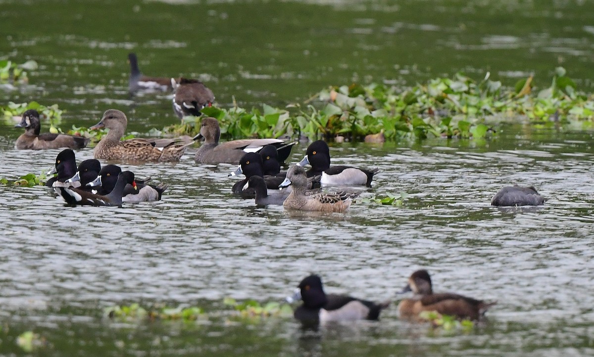 Американская свиязь - ML646482738