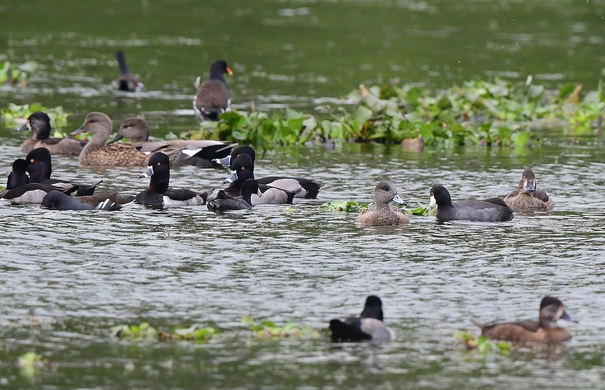 Американская свиязь - ML646482739