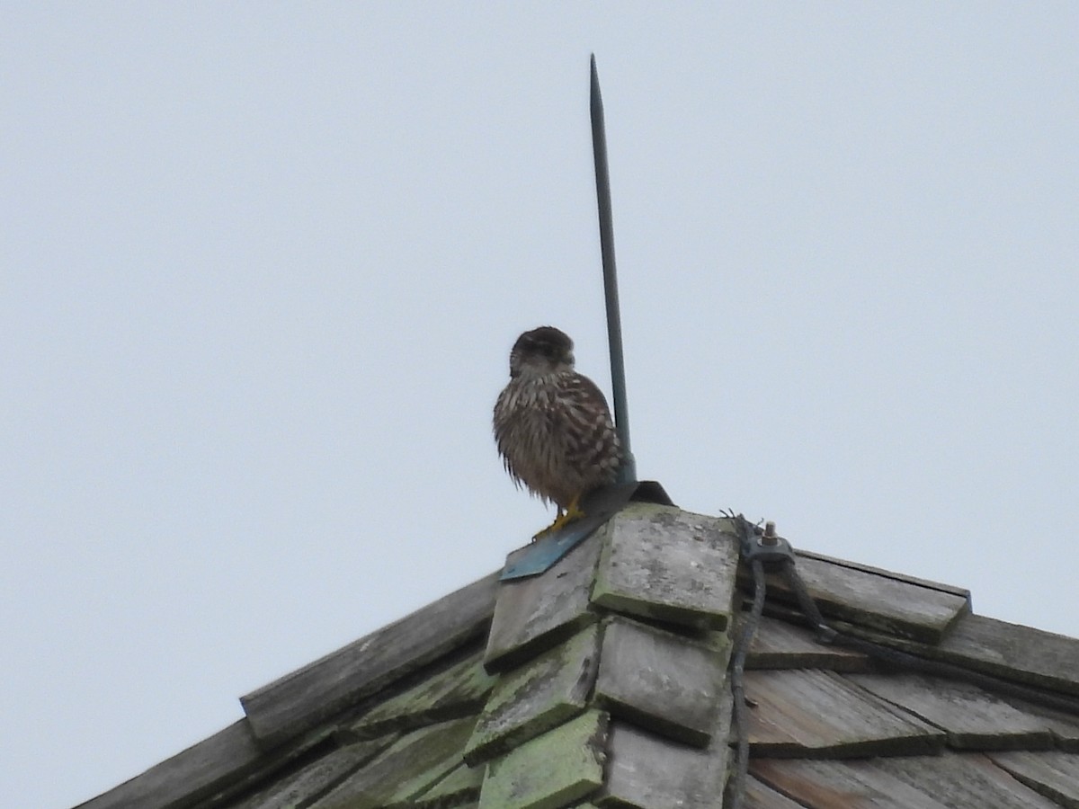 Boz Doğan - ML646482740