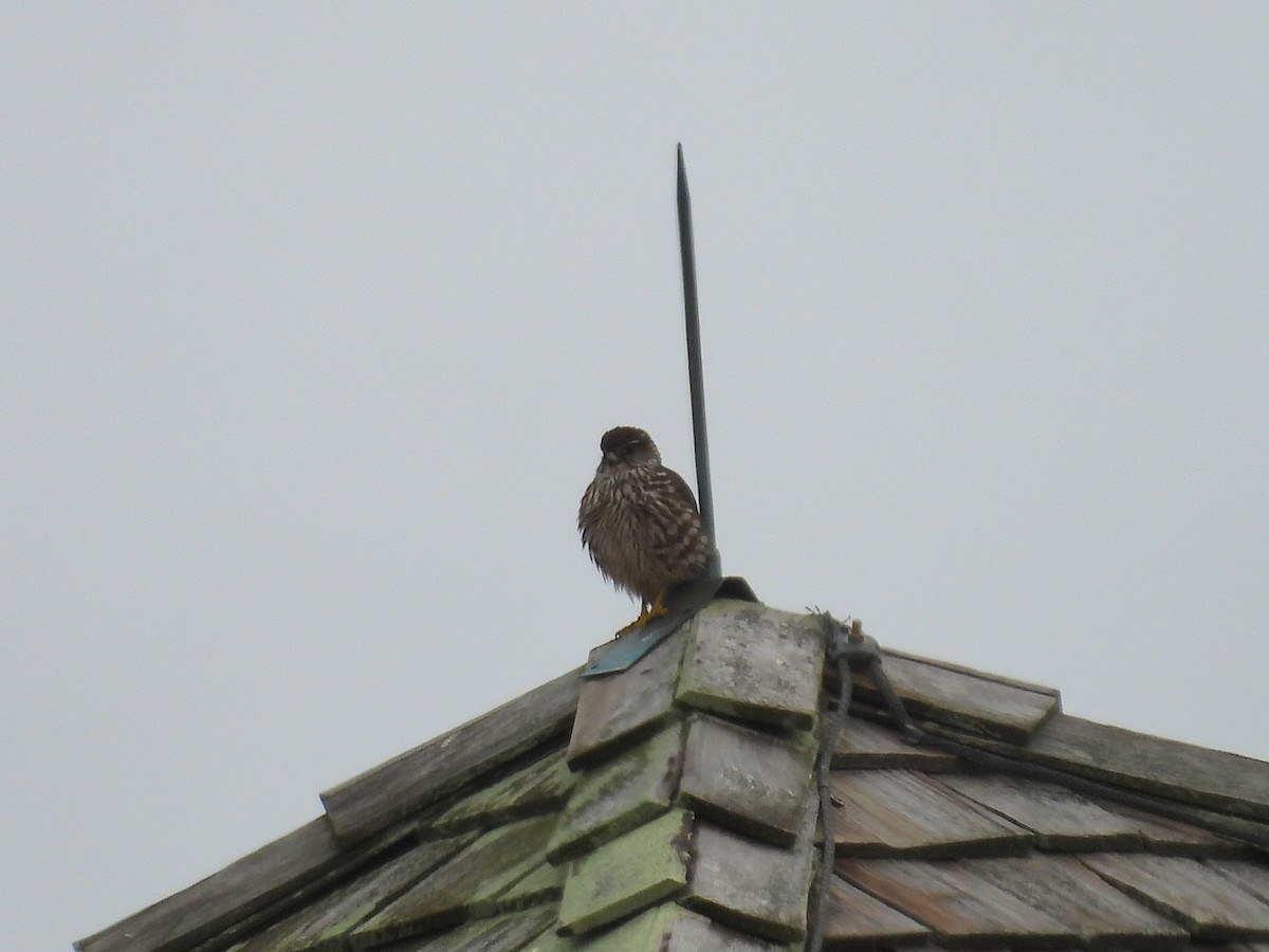 Boz Doğan - ML646482741