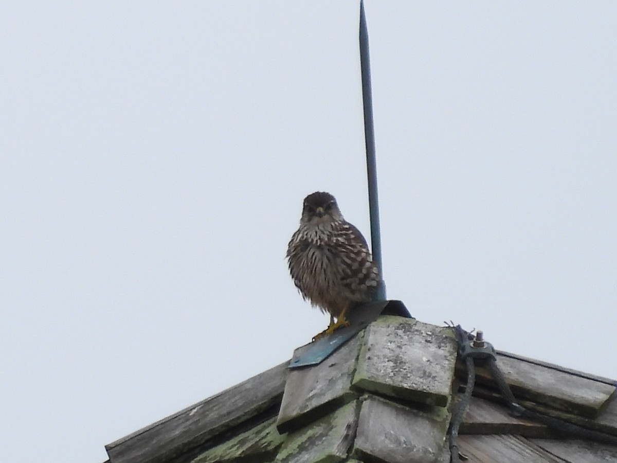 Boz Doğan - ML646482742