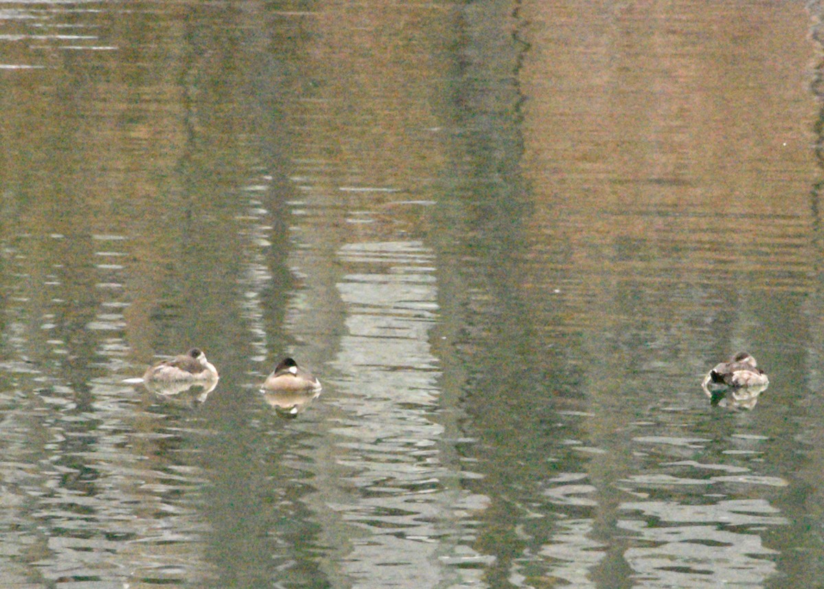 Ruddy Duck - ML646482743