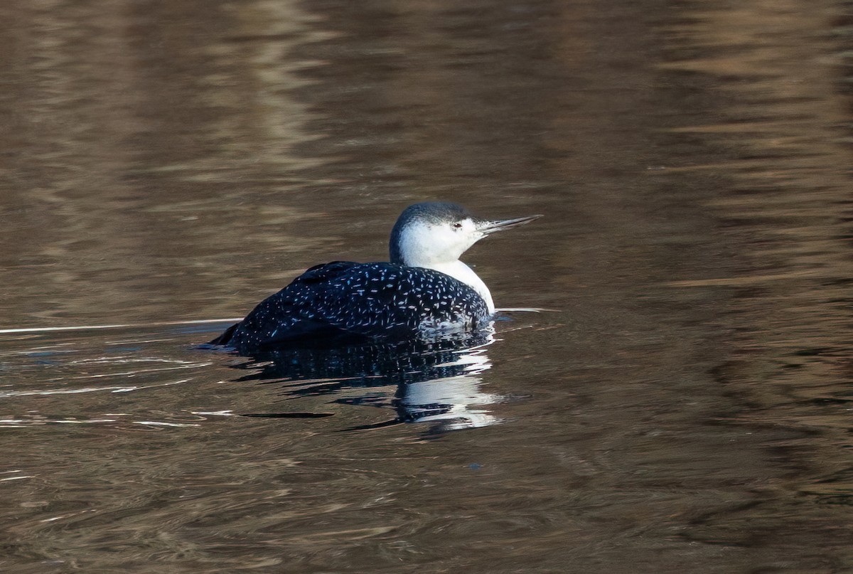 Red-throated Loon - ML646482745