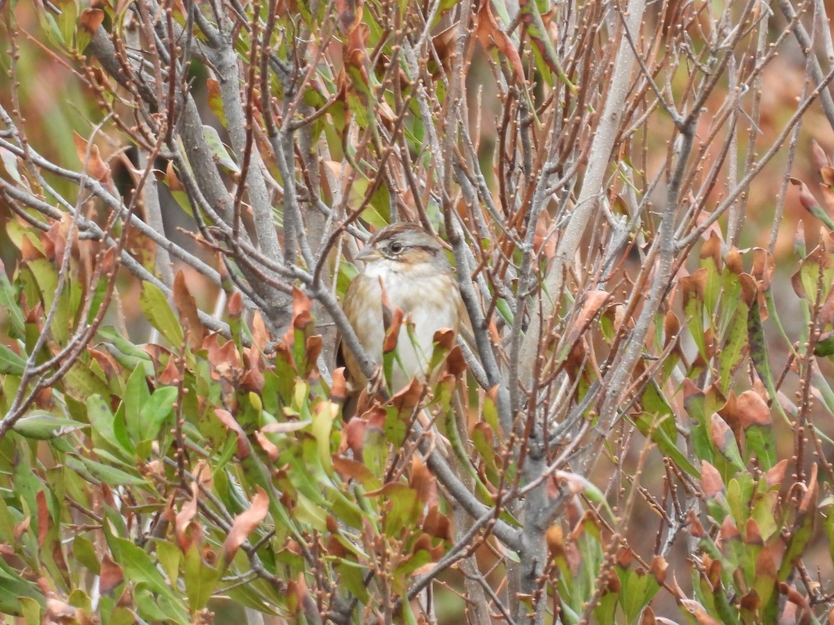 Bataklık Serçesi - ML646482754