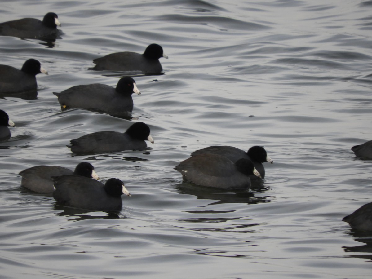 Kopetazuri amerikarra (amerikarra) - ML646482757