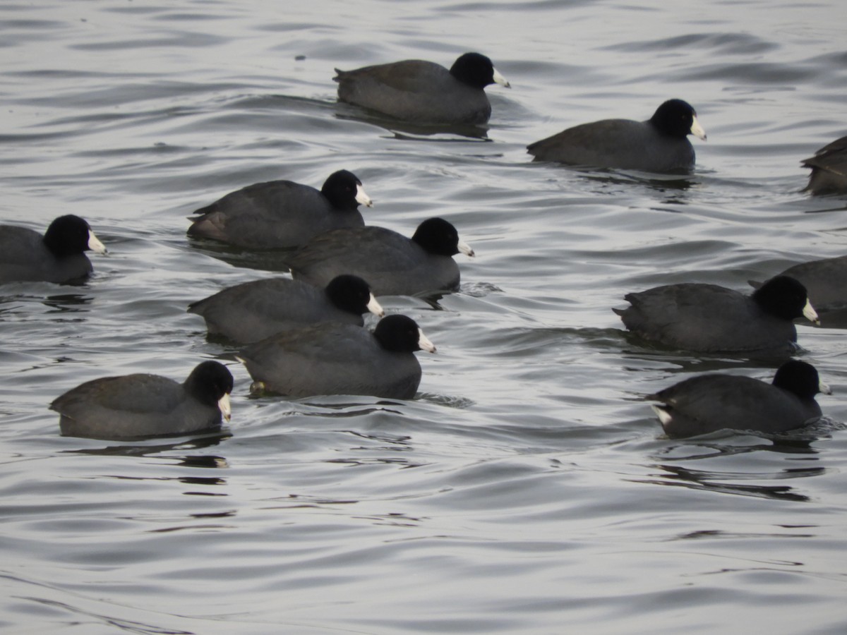 Kopetazuri amerikarra (amerikarra) - ML646482758