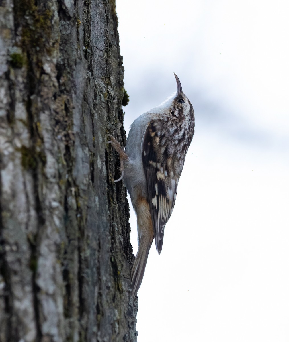 Brown Creeper - ML646482759