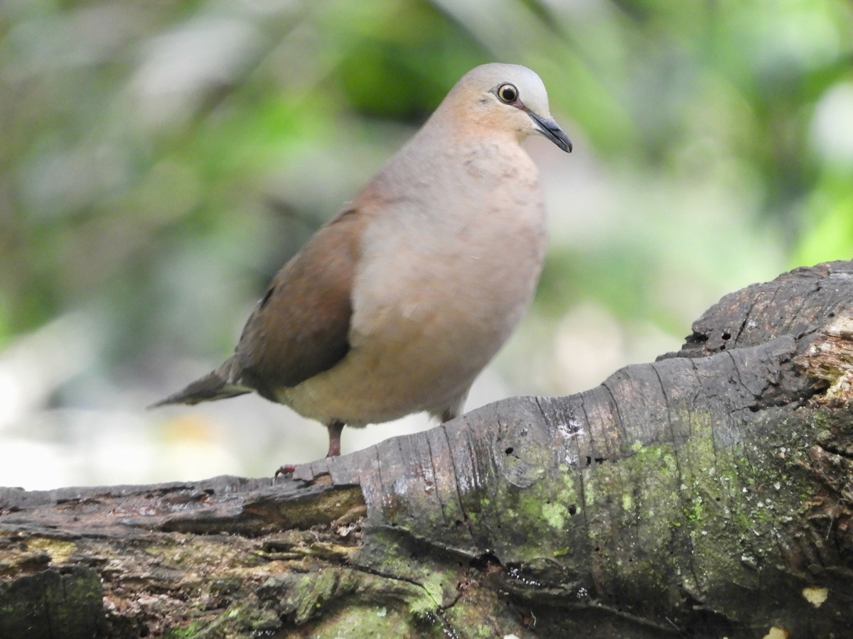 Gray-fronted Dove - ML646482760
