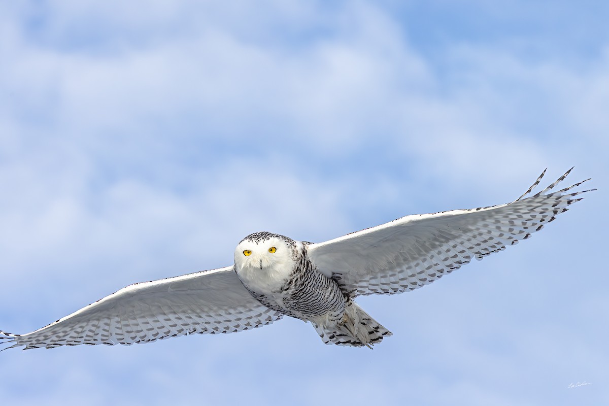 Snowy Owl - ML646482763