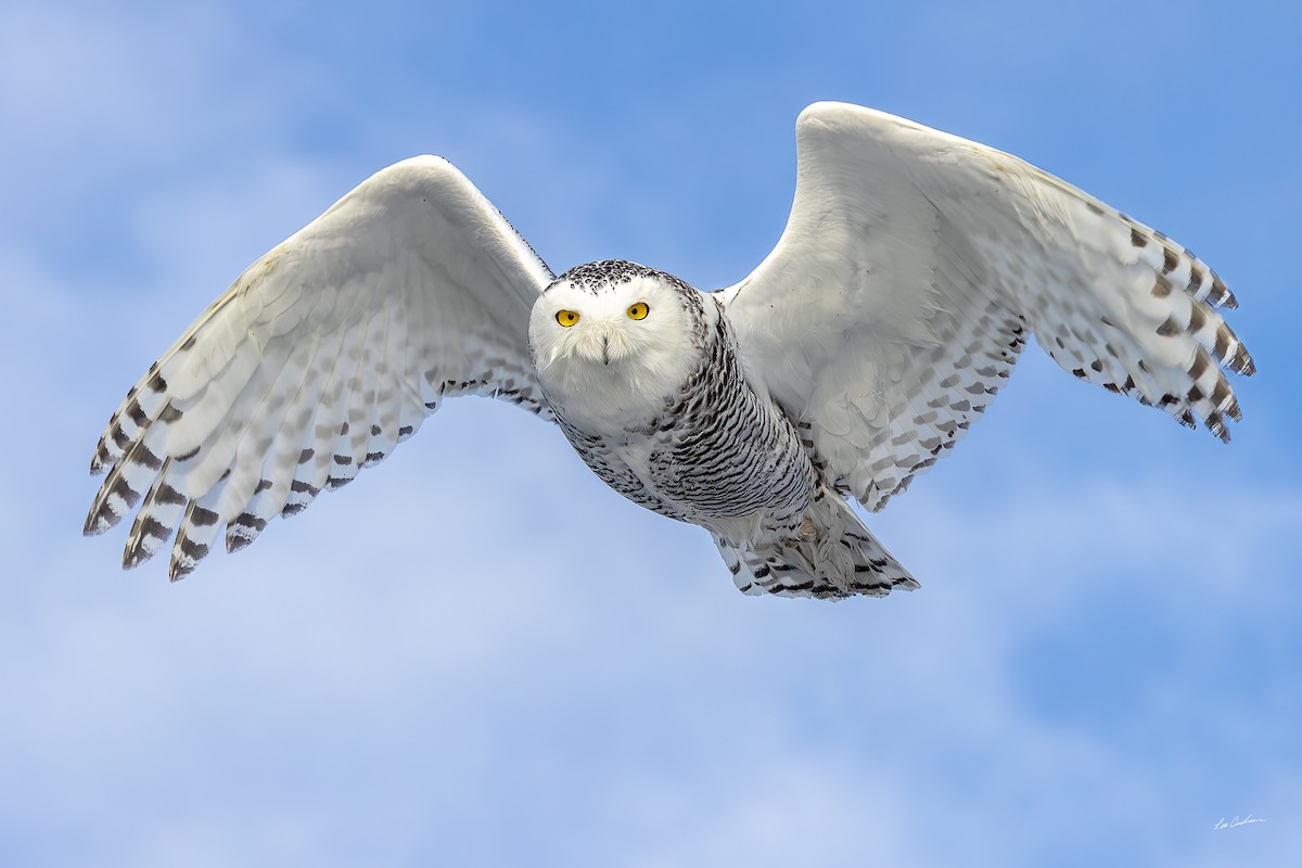 Snowy Owl - ML646482764