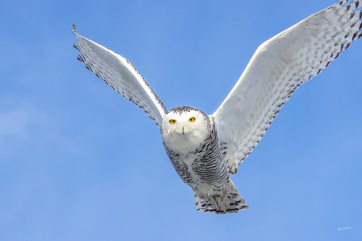 Snowy Owl - ML646482765