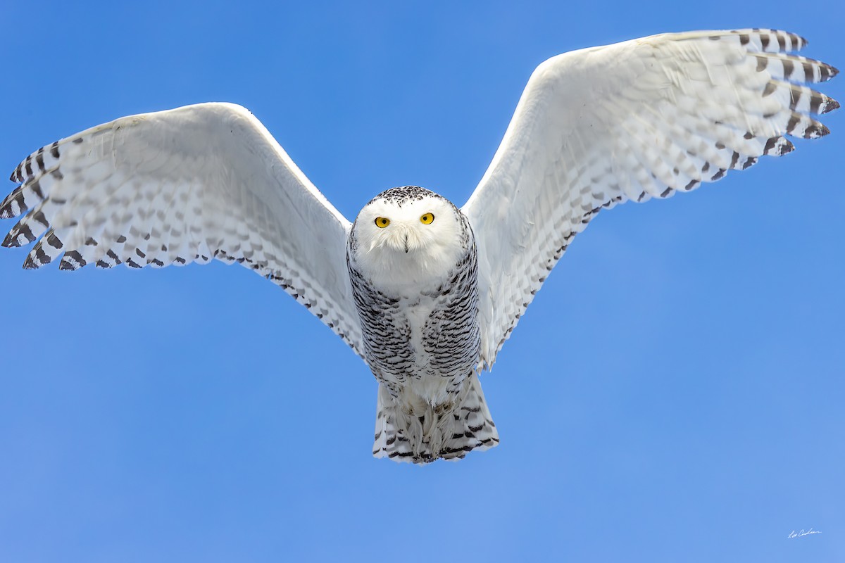 Snowy Owl - ML646482766