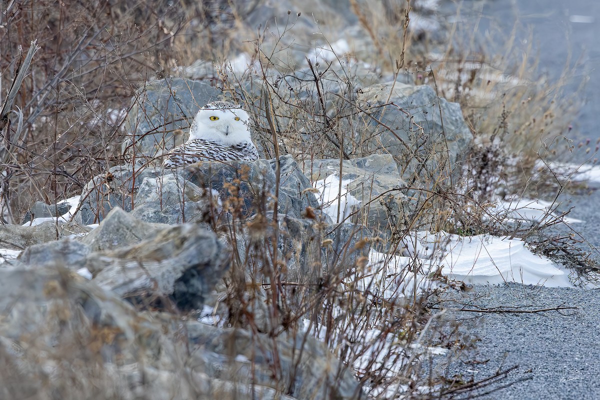 Snowy Owl - ML646482767