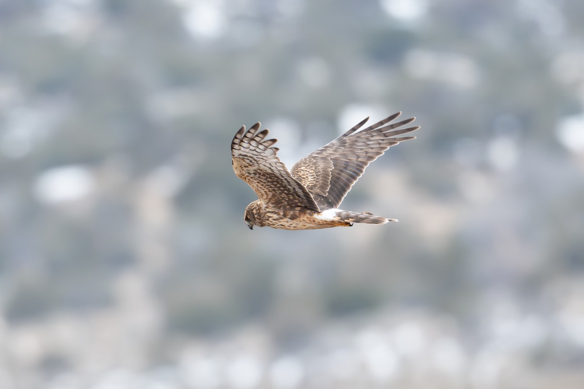Northern Harrier - ML646482769