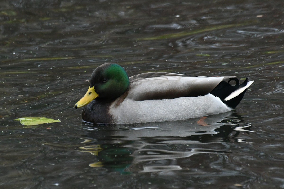 綠頭鴨 - ML646482770