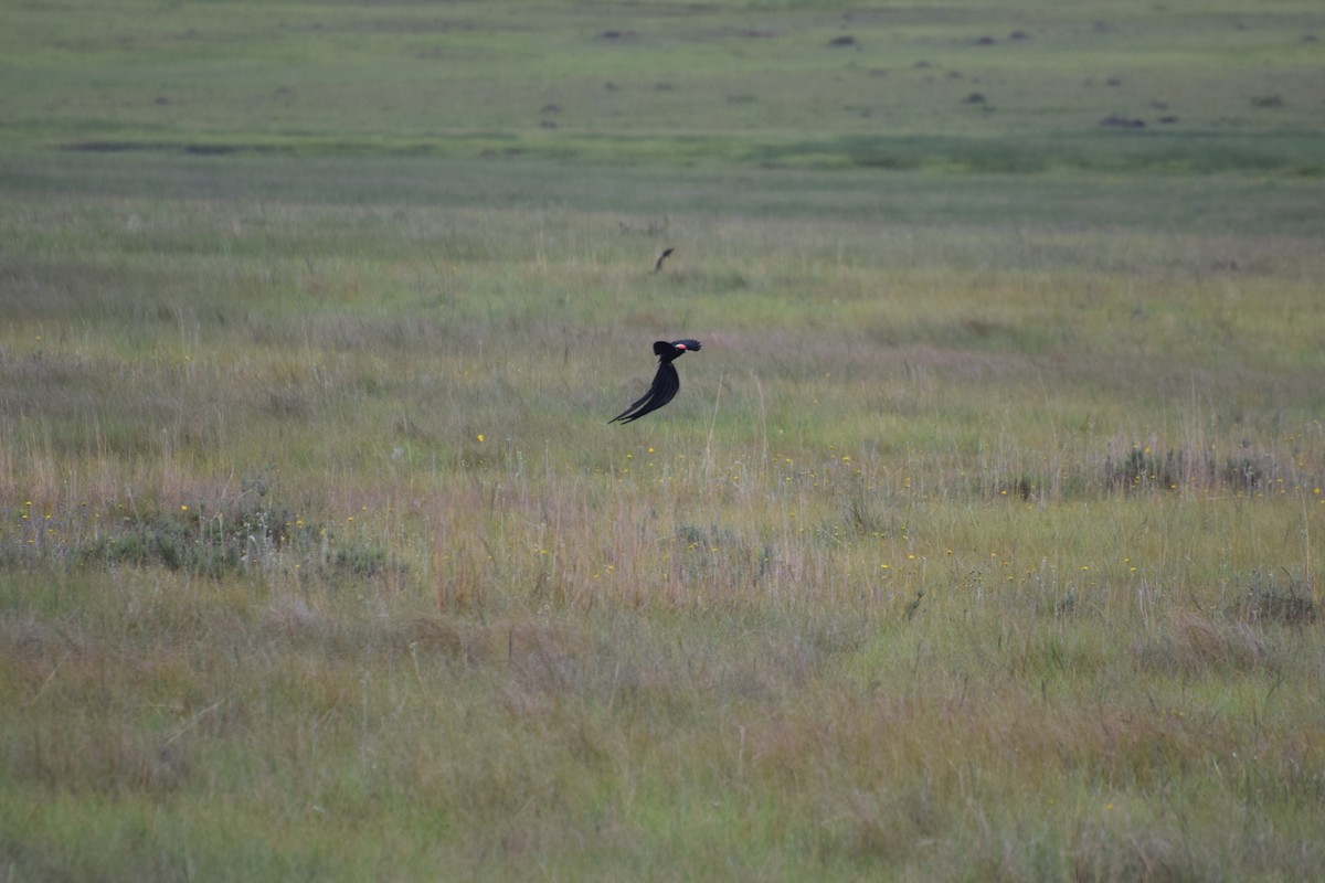 Hahnenschweifweber - ML646482773