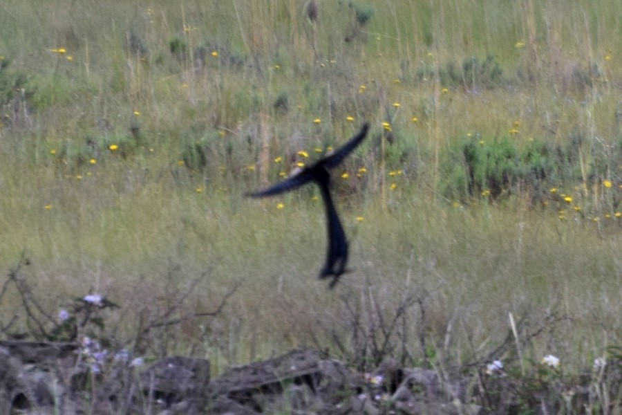 Hahnenschweifweber - ML646482774