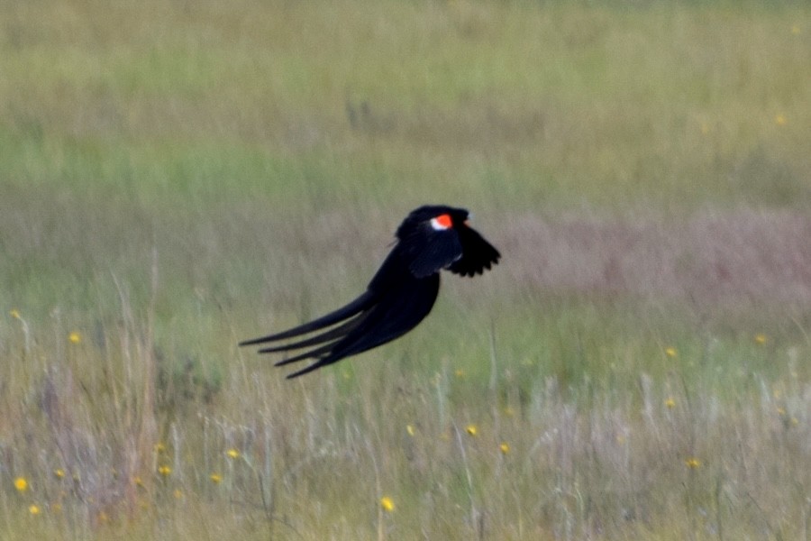 Hahnenschweifweber - ML646482775