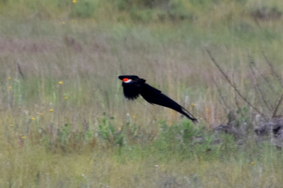 Hahnenschweifweber - ML646482778