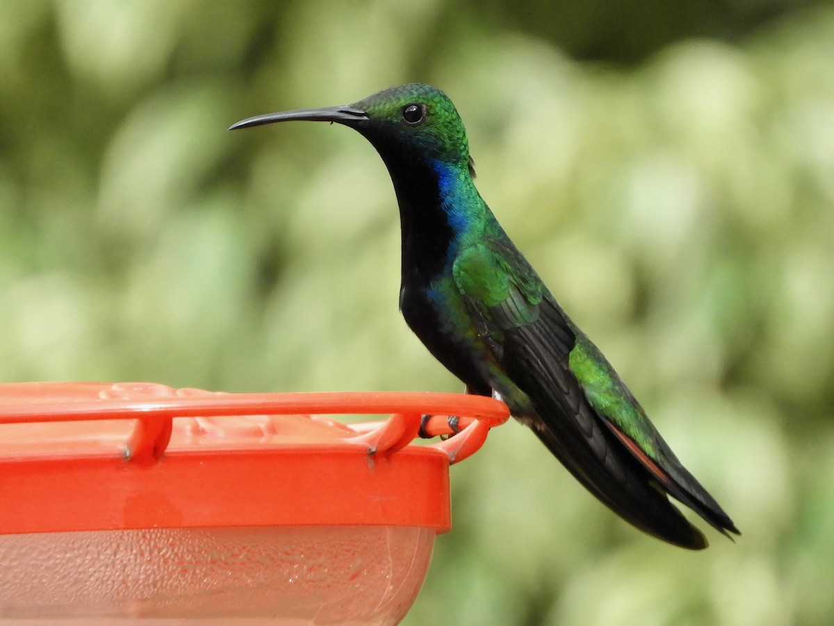 Kara Gerdanlı Mango - ML646482781