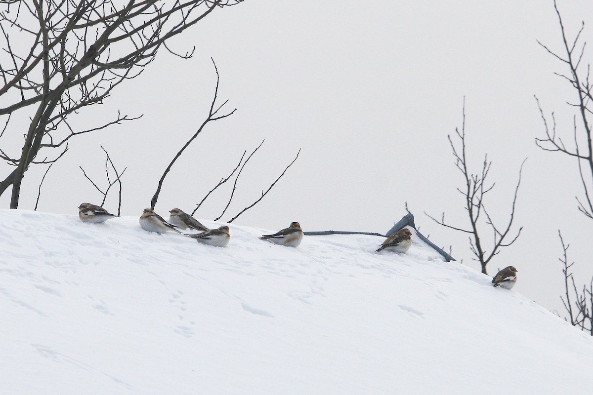 Snow Bunting - ML646482783