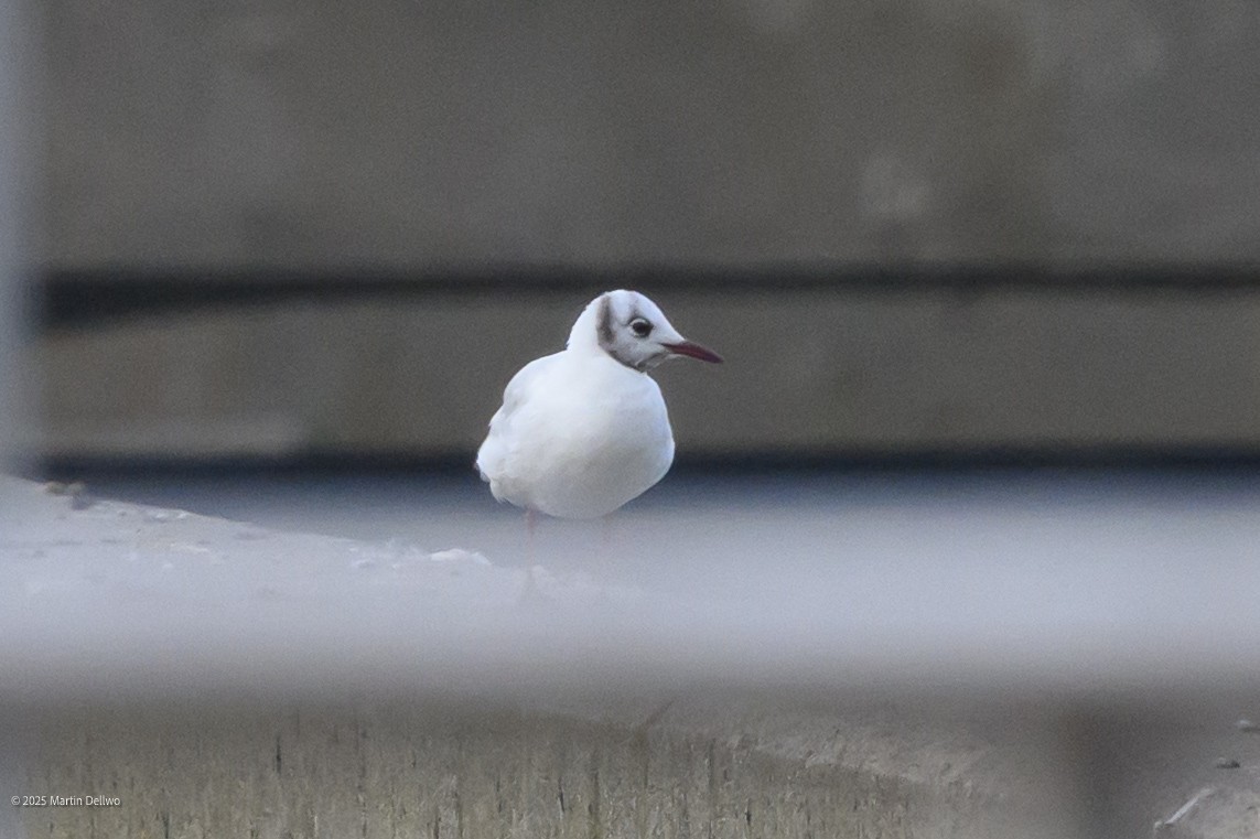 Karabaş Martı - ML646482787