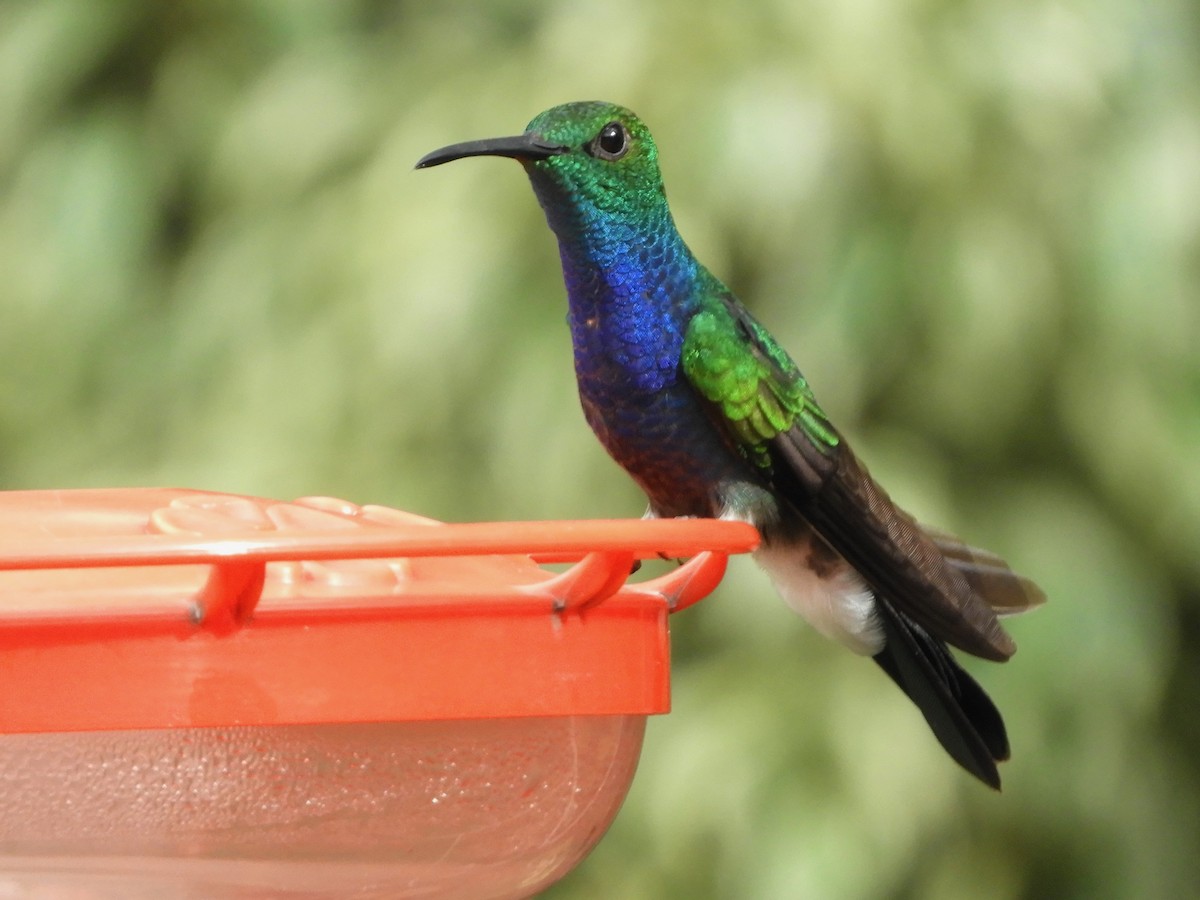 Colibrí de Buffon (caeruleogaster) - ML646482790
