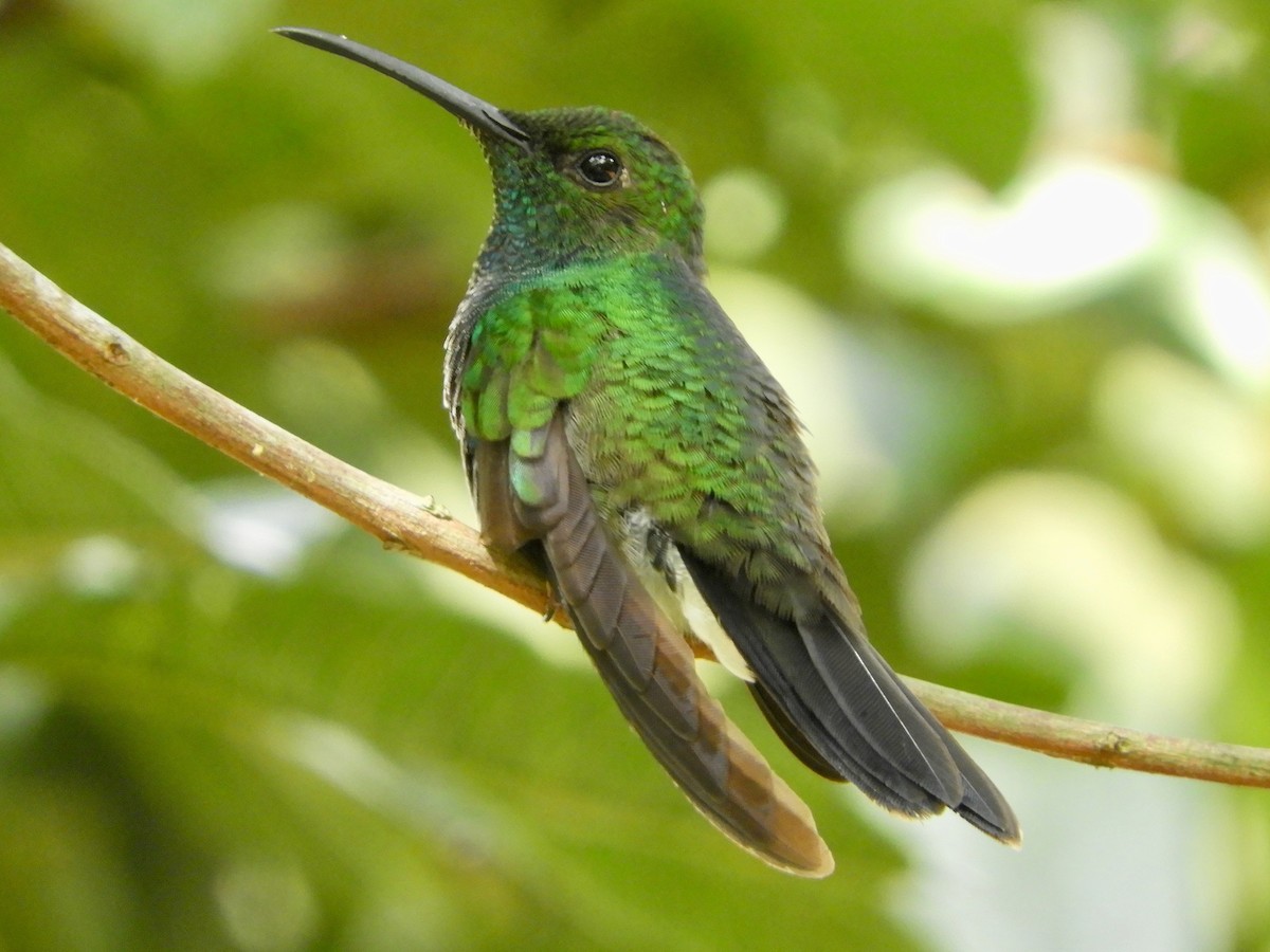 Colibrí de Buffon (caeruleogaster) - ML646482791