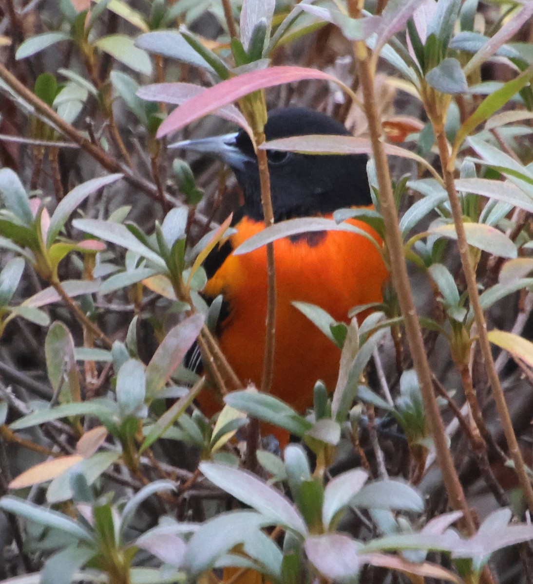 Балтиморский трупиал - ML646482792