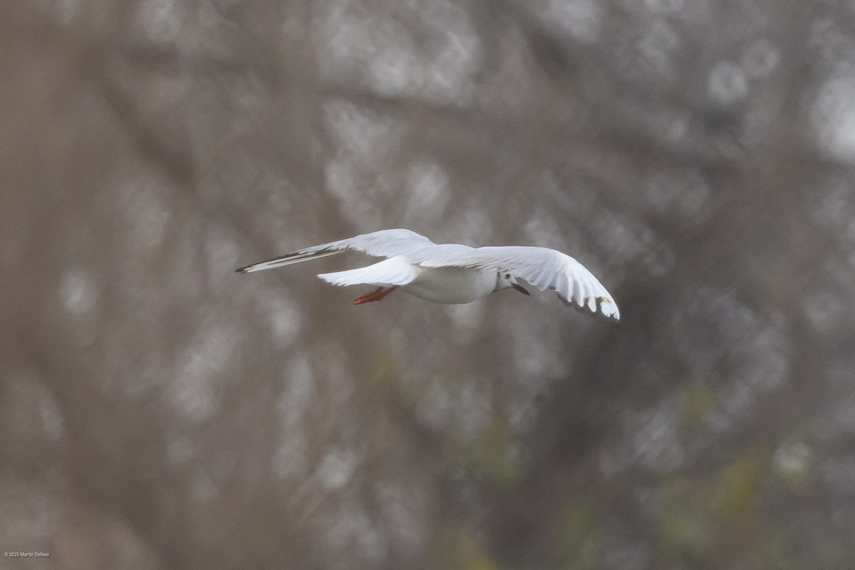 Karabaş Martı - ML646482793