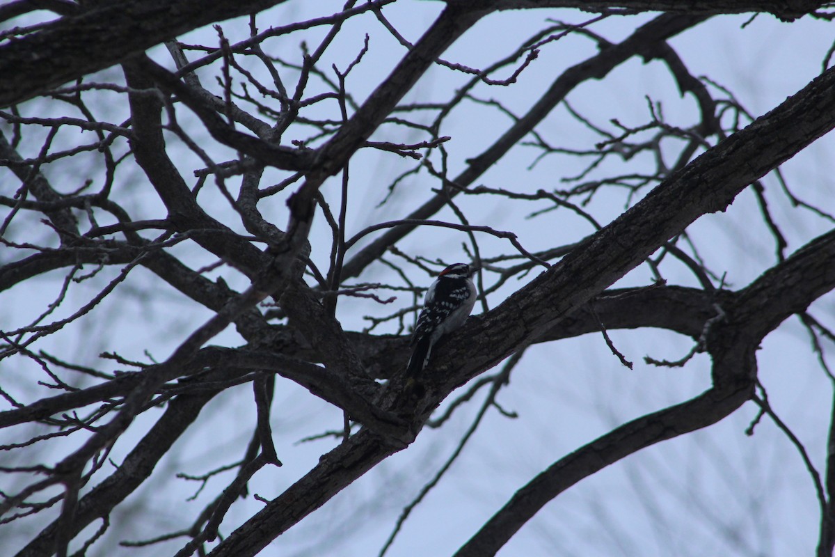 Downy Woodpecker - ML646482796