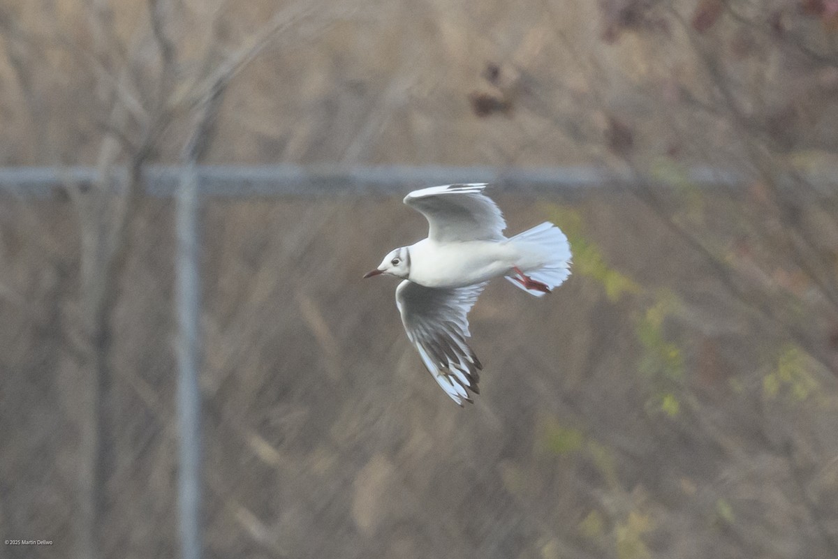 Karabaş Martı - ML646482798