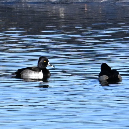 Moretta dal collare - ML646482805