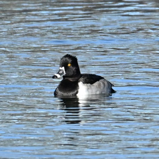 Moretta dal collare - ML646482806