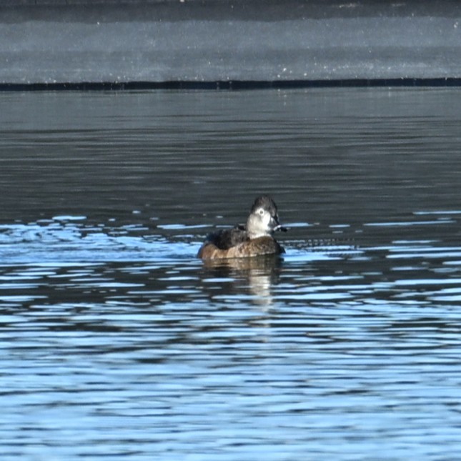 Moretta dal collare - ML646482807