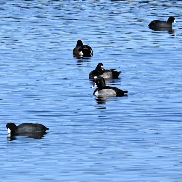 Moretta dal collare - ML646482808