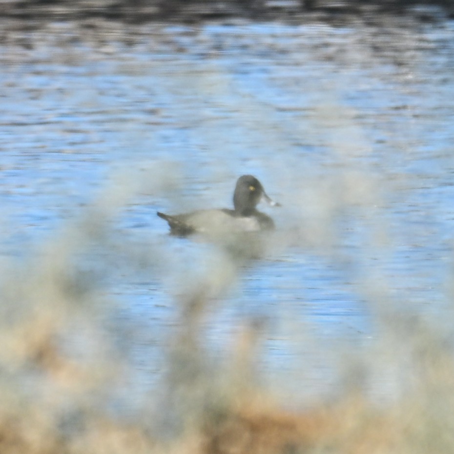 Moretta dal collare - ML646482810