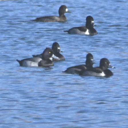 Moretta dal collare - ML646482811