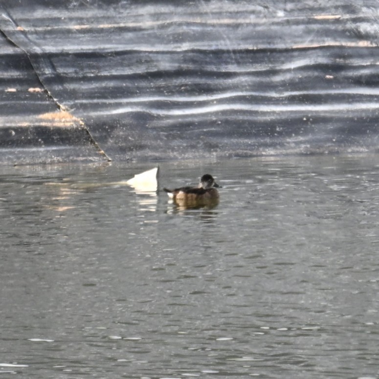 Moretta dal collare - ML646482812