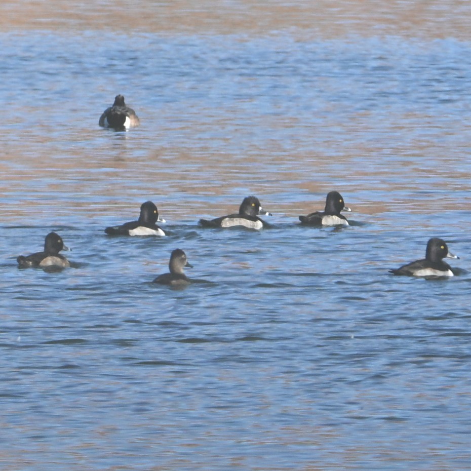 Moretta dal collare - ML646482813